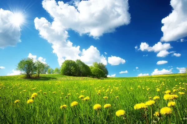 Câmp cu păpădie și cer albastru — Fotografie, imagine de stoc