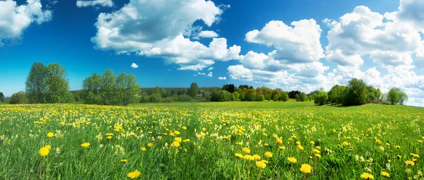 Campo con denti di leone e cielo blu — Foto Stock