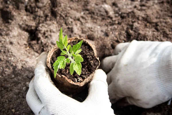 Mãos pondo a planta cultivada de sementes de tomate — Fotografia de Stock