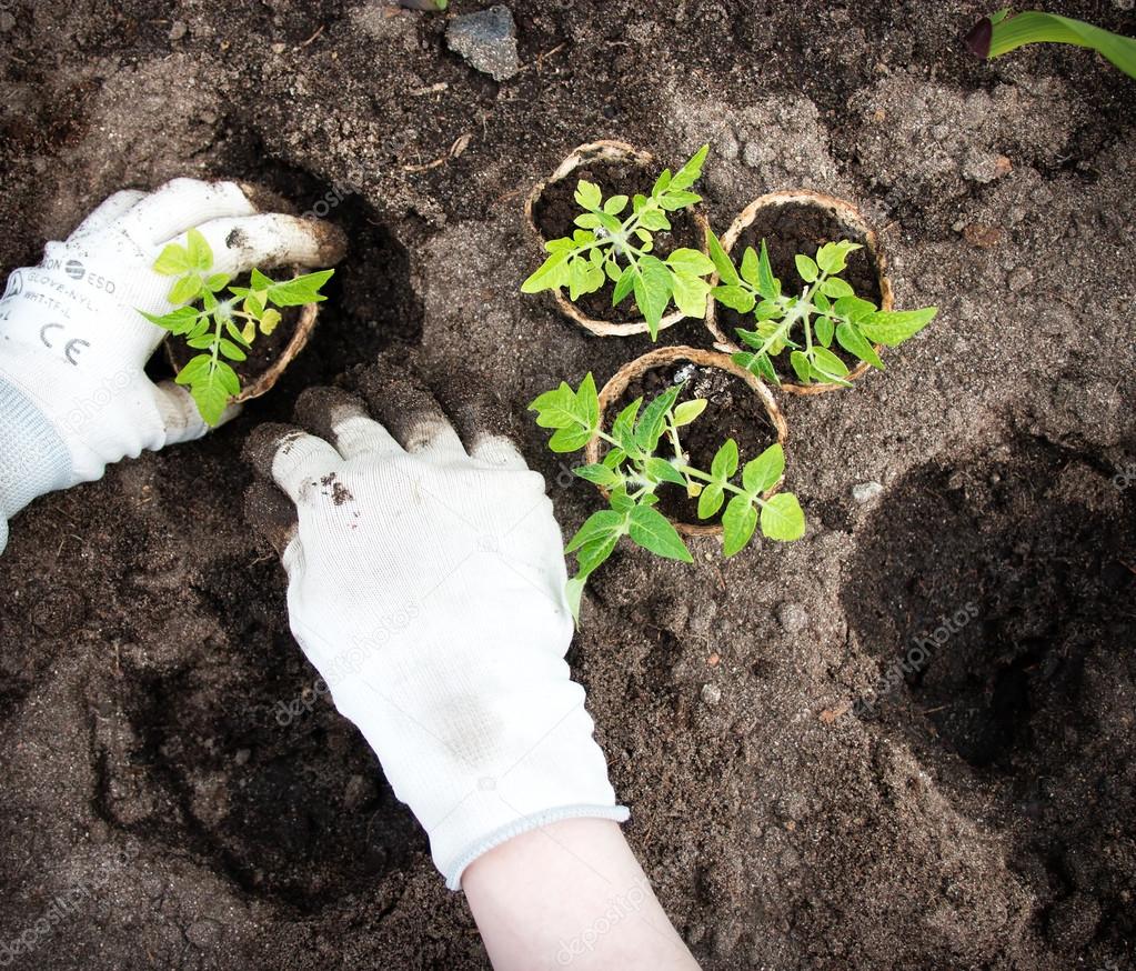 Hands putting tomato seedling — Stock Photo © candy18 74005919