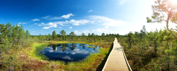 Viru bogs at Lahemaa national park — Stock Photo, Image