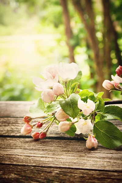 Apple bloemen op houten bord — Stockfoto