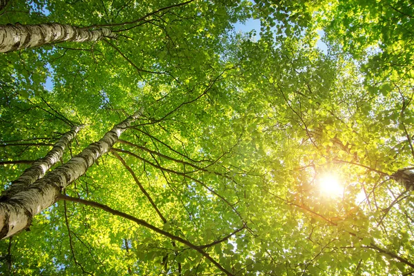 Feuillage des arbres en lumière du matin — Photo