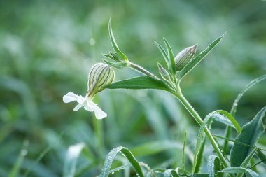 dewy flowers of the Bladder Campion clipart
