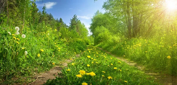 Asfalterad väg i skogen — Stockfoto