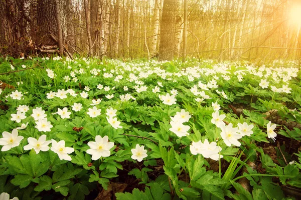 Bois avec fleurs de printemps — Photo