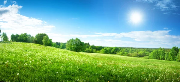 Fält med maskrosor och blå himmel — Stockfoto
