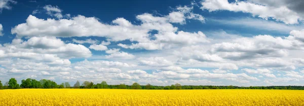 Champ de colza panorama avec beau ciel — Photo