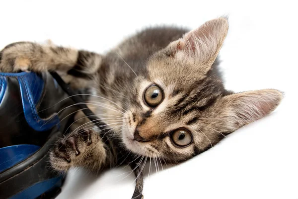 Grå randig kattunge leker med en boot — Stockfoto