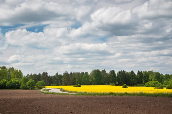 Ріпакове поле і дорога з красивим небом — стокове фото