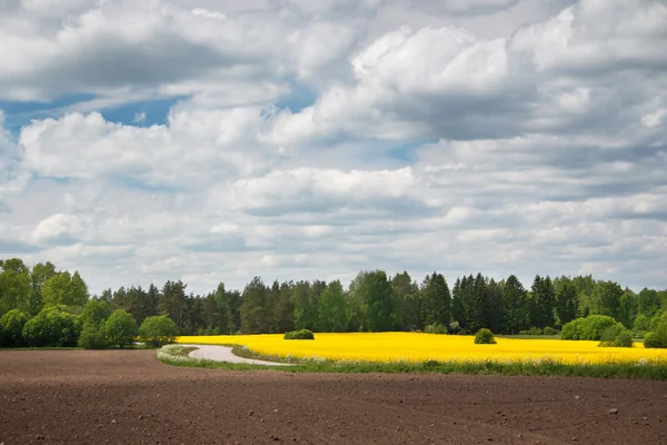 Campo de colza e estrada com céu embelezado — Fotografia de Stock