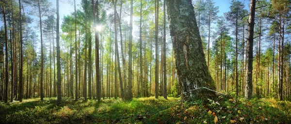 Lesní panorama s sluneční paprsky — Stock fotografie