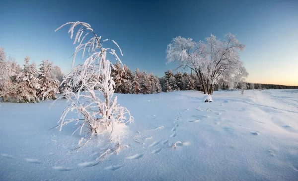 Inverno com árvores e trilhas na neve — Fotografia de Stock