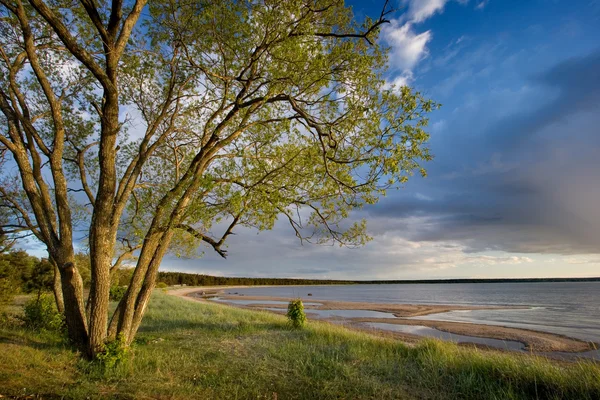 Tree on the shore — Stock Photo, Image