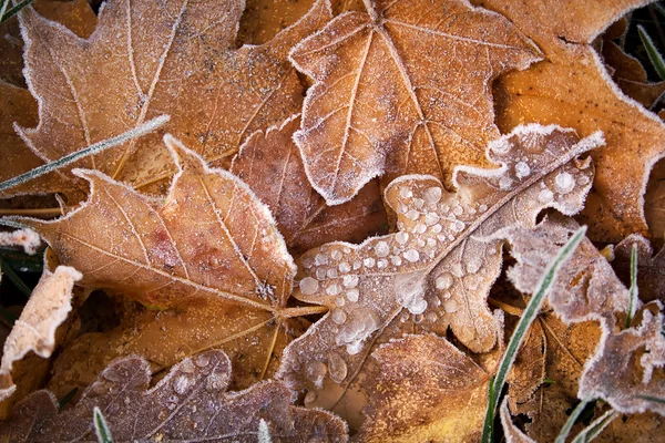 Hojas en el suelo cubiertas de hielo —  Fotos de Stock