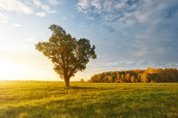 Ensamt träd på fältet i höst på morgonen — Stockfoto