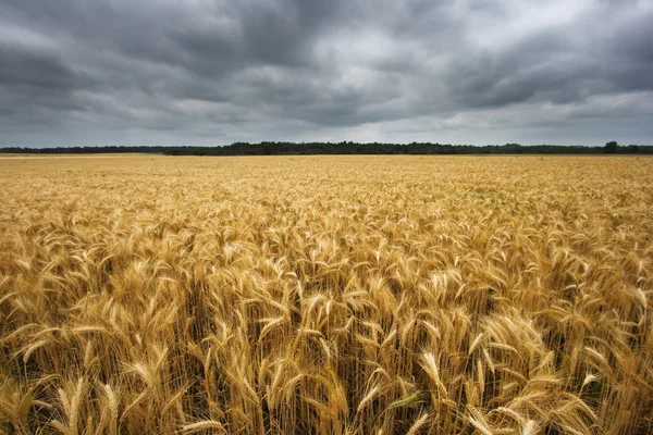 Campo de trigo de ángulo ancho con cielo nublado — Foto de Stock