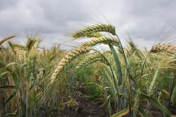 Campo de trigo — Foto de Stock