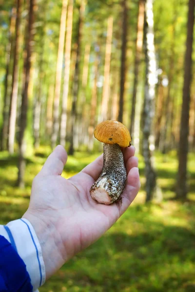 손 들고 오렌지 자작나무 bolete — 스톡 사진