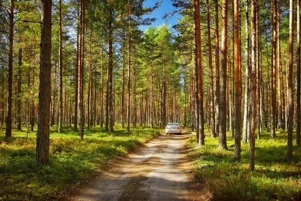 Een auto in het bos — Stockfoto