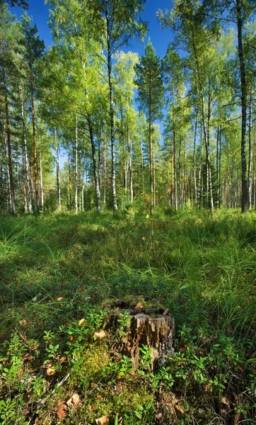 Tocón en el bosque — Foto de Stock