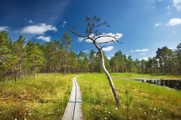 Viru-Moor im Lahemaa-Nationalpark — Stockfoto