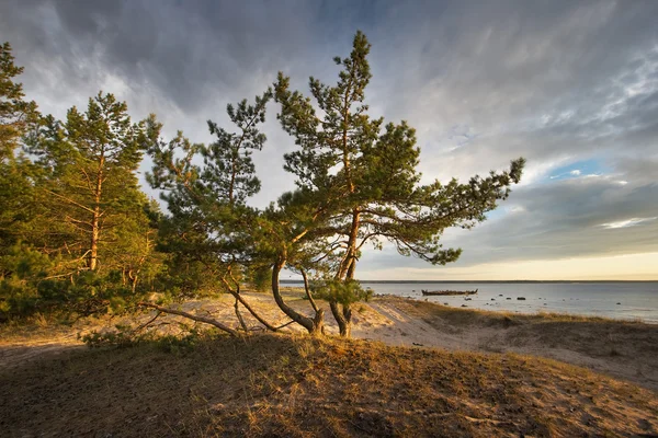 Sosny na plaży — Zdjęcie stockowe