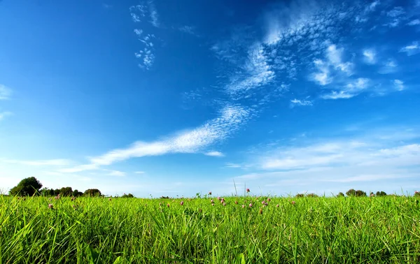 Grönt fält med blå himmel — Stockfoto