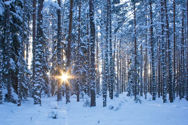 Zimowy Las wieczorem — Zdjęcie stockowe
