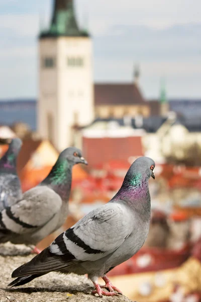 Piccioni nella vecchia Tallinn — Foto Stock