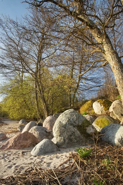 Trees and stones in springtime — Stock Photo, Image