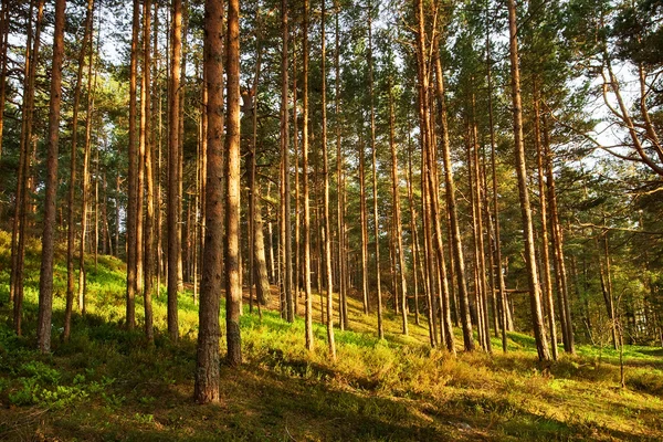 Ліс у вечірньому світлі — стокове фото