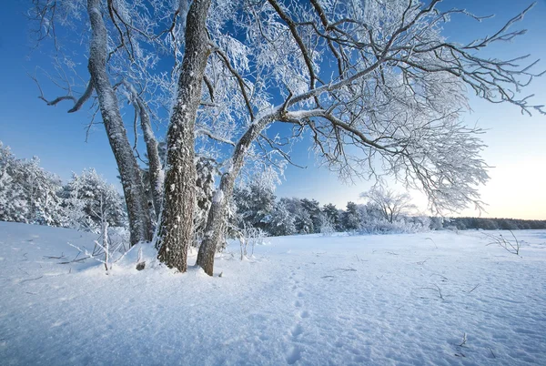 Arbre couvert de glace — Photo