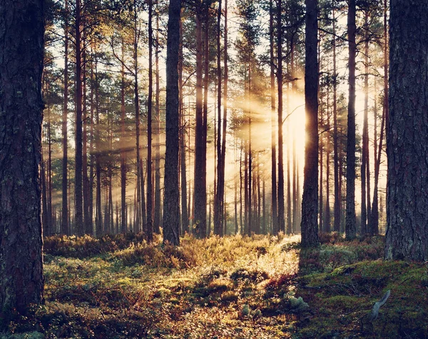 朝太陽を輝かせて針葉樹林 — ストック写真