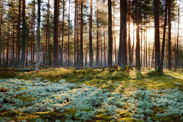 Bosque de coníferas con sol de la mañana brillando —  Fotos de Stock