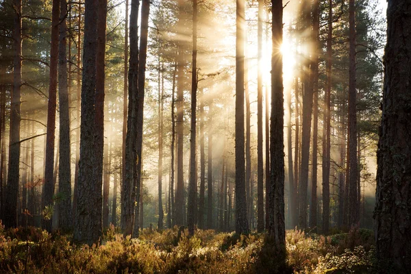 Coniferous forest with morning sun shining — Stock Photo, Image