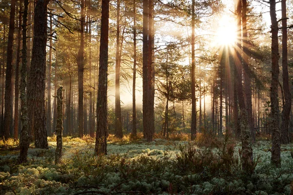 Хвойный лес с утренним солнцем — стоковое фото