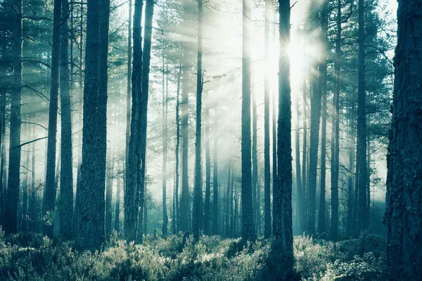 Naaldhout bos met de ochtend zon schijnt — Stockfoto