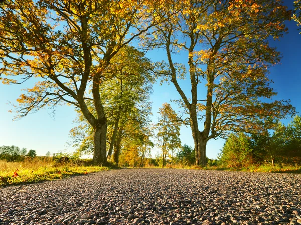 Árboles en el lado de la carretera — Foto de Stock