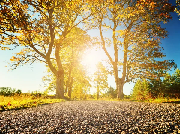 Árboles en el lado de la carretera — Foto de Stock