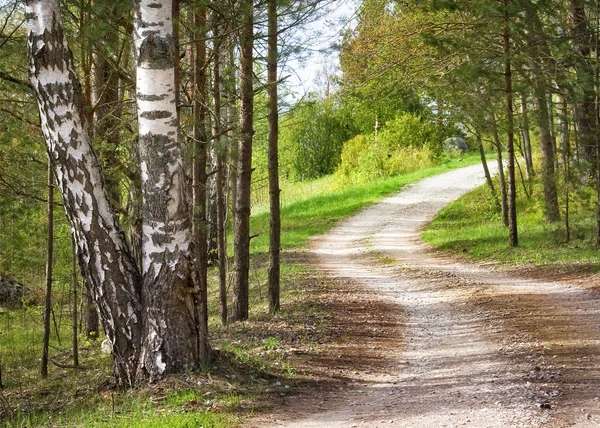 Дорога в лесу — стоковое фото
