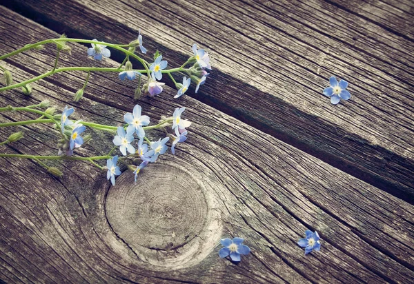 Niezapominajka kwiaty na powierzchni drewnianych — Zdjęcie stockowe