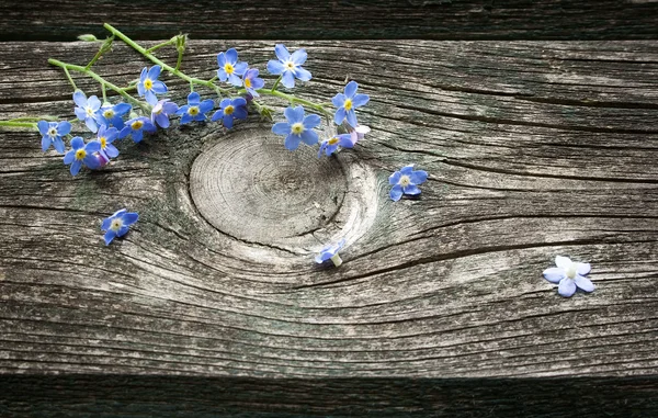 Forget-me-not bloemen op houten oppervlak — Stockfoto