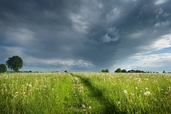 Field with dandelions — Stock Photo, Image