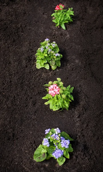 Blumen auf schwarzem Grund — Stockfoto