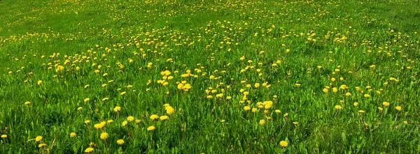 Herbe verte aux pissenlits jaunes — Photo