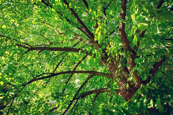 Ihlamur ağacı yaprakları — Stok fotoğraf