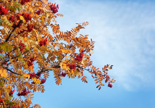 Горобина гілки дерев восени — стокове фото
