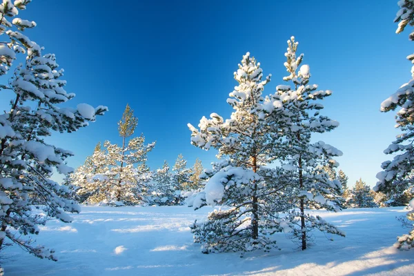 Pinhais cobertos de neve — Fotografia de Stock