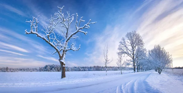 Snowy alley in the winter — Stock Photo, Image